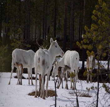 See the Reindeers for real! 